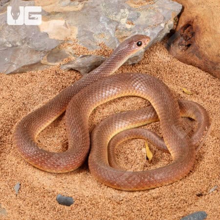 Red Beaked Snakes (Rhamphiophis oxyrhynchus) For Sale - Underground Reptiles