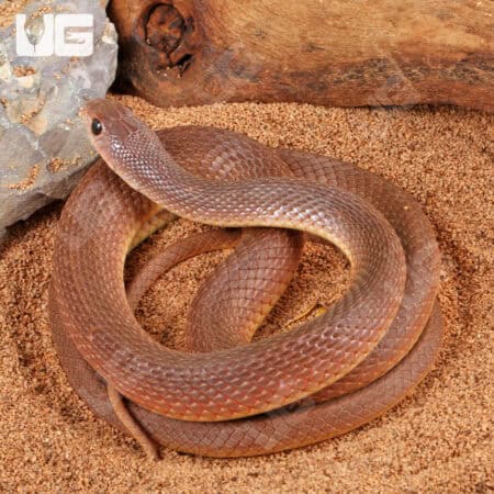 Red Beaked Snakes (Rhamphiophis oxyrhynchus) For Sale - Underground Reptiles