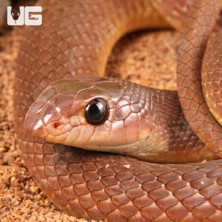 Red Beaked Snakes (Rhamphiophis oxyrhynchus) For Sale - Underground Reptiles