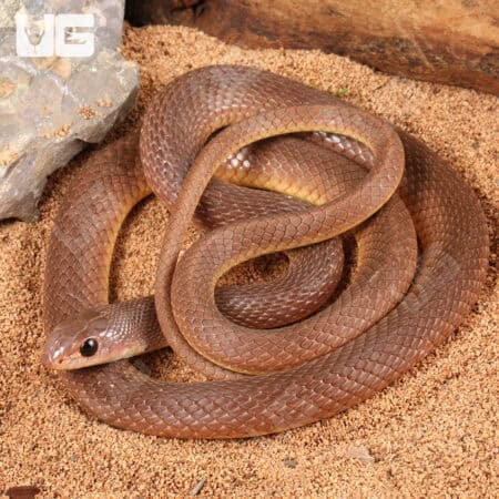 Red Beaked Snakes (Rhamphiophis oxyrhynchus) For Sale - Underground Reptiles