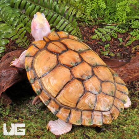Caramel Pink Red Ear Slider Turtle for Sale - Underground Reptiles