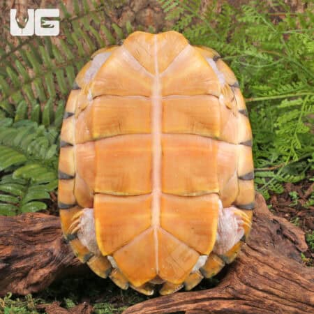 Caramel Pink Red Ear Slider Turtle for Sale - Underground Reptiles
