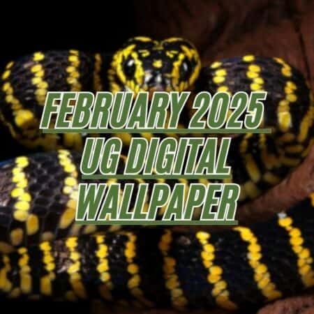 Close-up of a vibrant Mangrove Snake with yellow and black pattern.