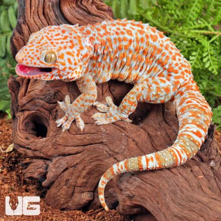 Adult Male Albino Tokay Geckos for sale - Underground Reptiles