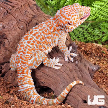 Adult Male Albino Tokay Geckos for sale - Underground Reptiles