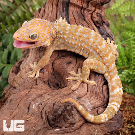 Adult Female Albino Tokay Geckos for sale - Underground Reptiles