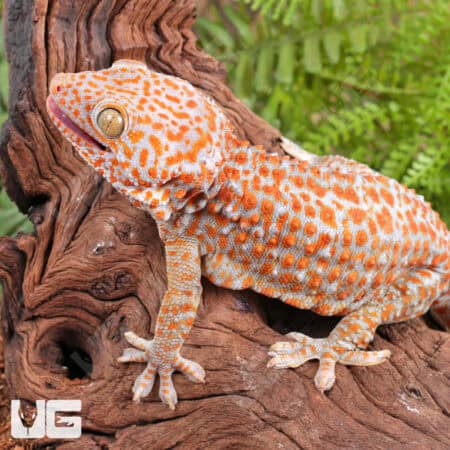 Adult Male Albino Tokay Geckos for sale - Underground Reptiles
