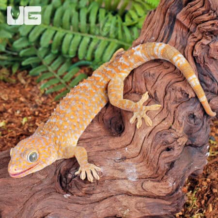 Adult Female Albino Tokay Geckos for sale - Underground Reptiles