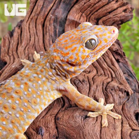 Adult Female Albino Tokay Geckos for sale - Underground Reptiles