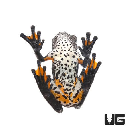 Bird Poop Tree Frogs For Sale - Underground Reptiles