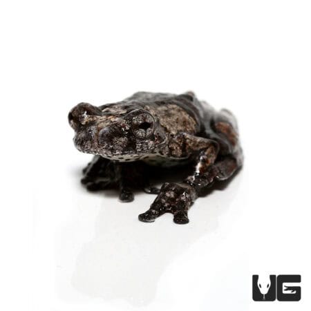 Bird Poop Tree Frogs For Sale - Underground Reptiles