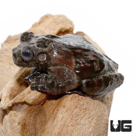 Bird Poop Tree Frogs For Sale - Underground Reptiles