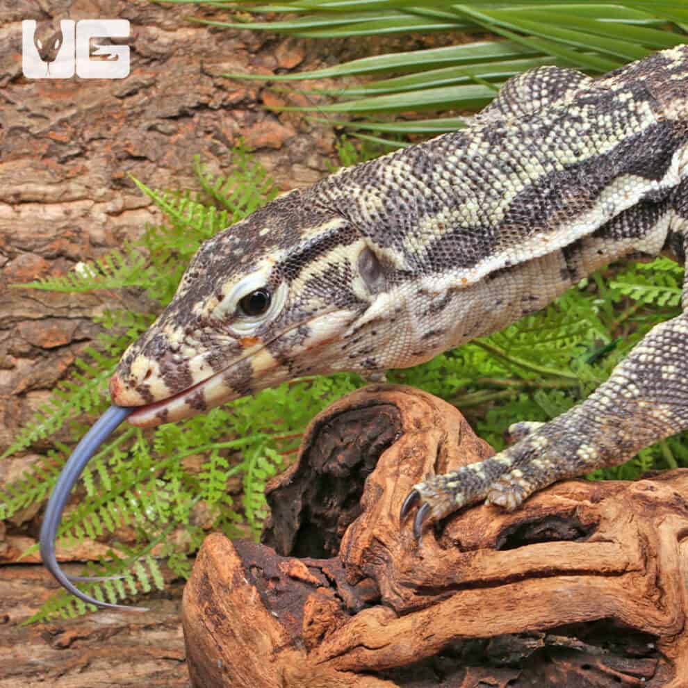 Axanthic Water Monitors For Sale - Underground Reptiles