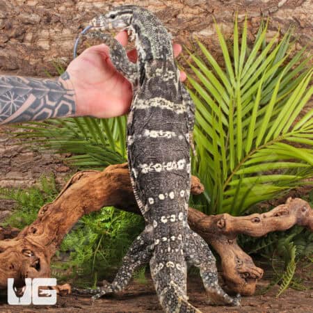 Axanthic Water Monitors For Sale - Underground Reptiles