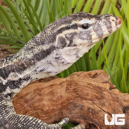 Axanthic Water Monitors For Sale - Underground Reptiles