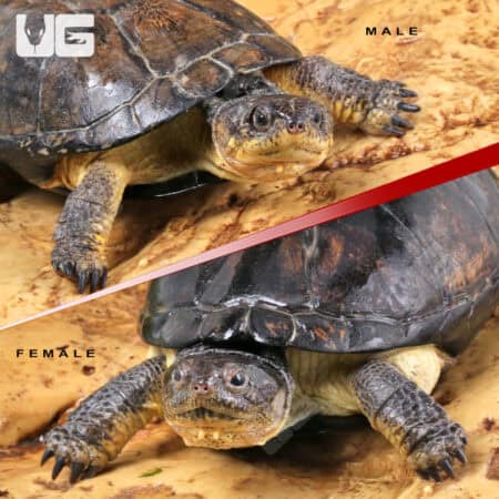 African Dwarf Mud Turtles (Pelusios nanus) For Sale - Underground Reptiles