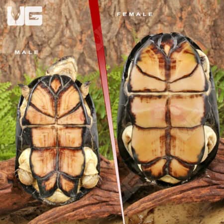 African Dwarf Mud Turtles (Pelusios nanus) For Sale - Underground Reptiles