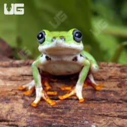 Reed Frogs For Sale - Underground Reptiles