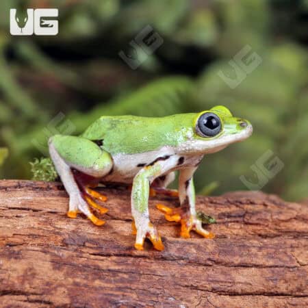 Reed Frogs For Sale - Underground Reptiles