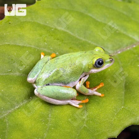 Reed Frogs For Sale - Underground Reptiles