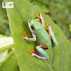 Reed Frogs For Sale - Underground Reptiles