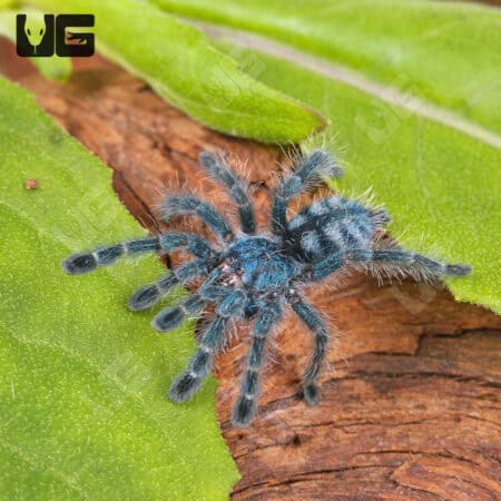 Antilles Pinktoe Tarantulas For Sale - Underground Reptiles
