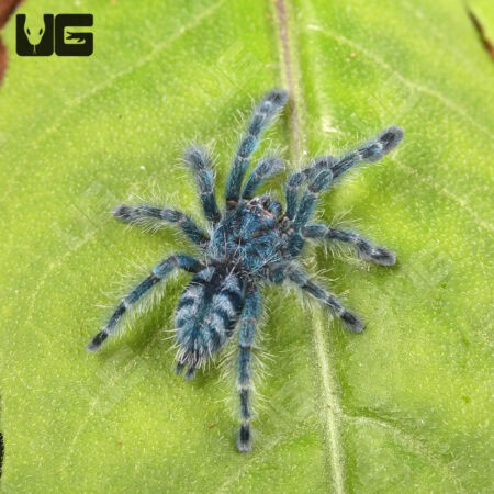 Antilles Pinktoe Tarantulas For Sale - Underground Reptiles