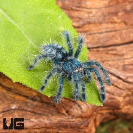 Antilles Pinktoe Tarantulas For Sale - Underground Reptiles