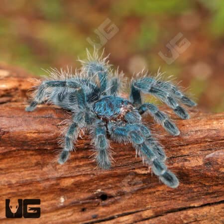 Antilles Pinktoe Tarantulas For Sale - Underground Reptiles
