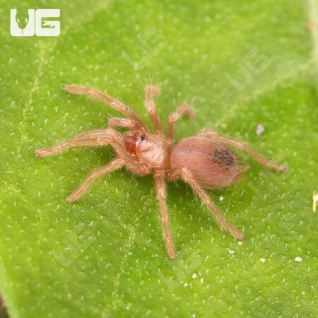 Arizona Blonde Tarantulas For Sale - Underground Reptiles
