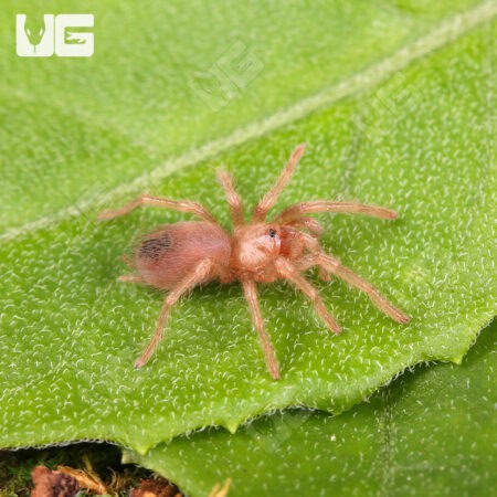 Arizona Blonde Tarantulas For Sale - Underground Reptiles