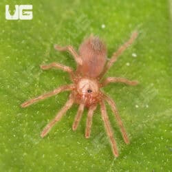 Arizona Blonde Tarantulas For Sale - Underground Reptiles