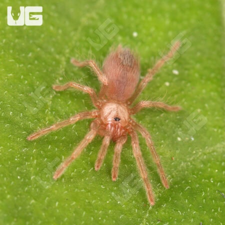 Arizona Blonde Tarantulas For Sale - Underground Reptiles
