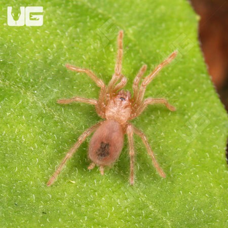 Arizona Blonde Tarantulas For Sale - Underground Reptiles