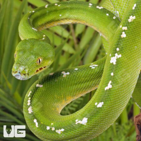 Adult Aru Green Tree Python for sale - Underground Reptiles