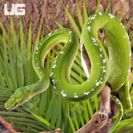 Adult Aru Green Tree Python for sale - Underground Reptiles