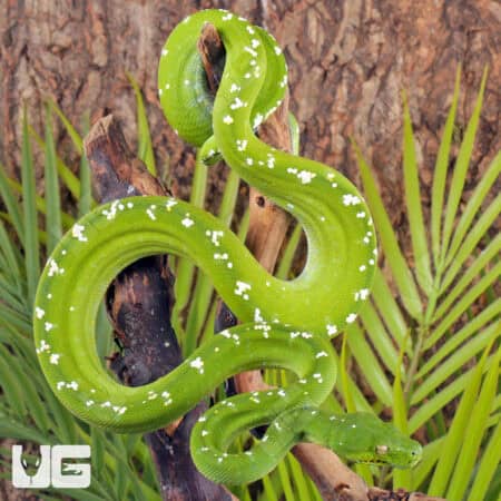 Adult Aru Green Tree Python for sale - Underground Reptiles