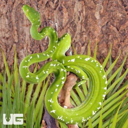 Adult Aru Green Tree Python for sale - Underground Reptiles