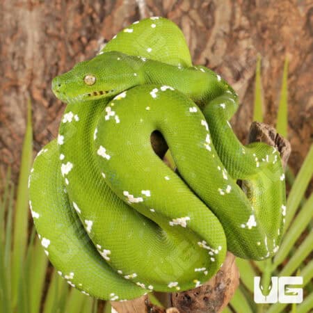 Green Tree Python on branch, close-up view.