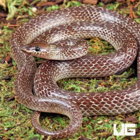 Asian Wolf Snakes (Lycodon capucinus) For Sale - Underground Reptiles