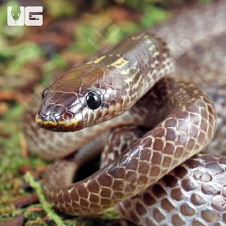 Asian Wolf Snakes (Lycodon capucinus) For Sale - Underground Reptiles
