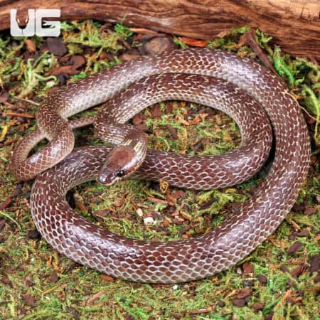 Asian Wolf Snakes (Lycodon capucinus) For Sale - Underground Reptiles