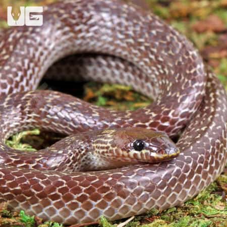 Asian Wolf Snakes (Lycodon capucinus) For Sale - Underground Reptiles