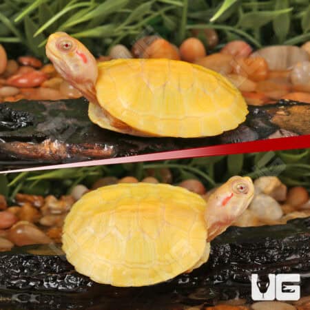 Baby Albino Red Ear Slider Turtles For Sale - Underground Reptiles