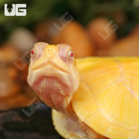 Baby Albino Red Ear Slider Turtles For Sale - Underground Reptiles