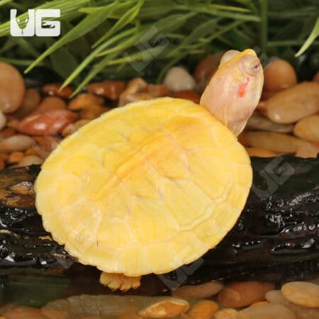 Baby Albino Red Ear Slider Turtles For Sale - Underground Reptiles