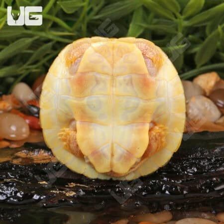 Baby Albino Red Ear Slider Turtles For Sale - Underground Reptiles