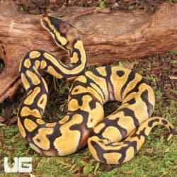 Baby Blackhead Enchi Het Clown Ball Python For Sale - Underground Reptiles