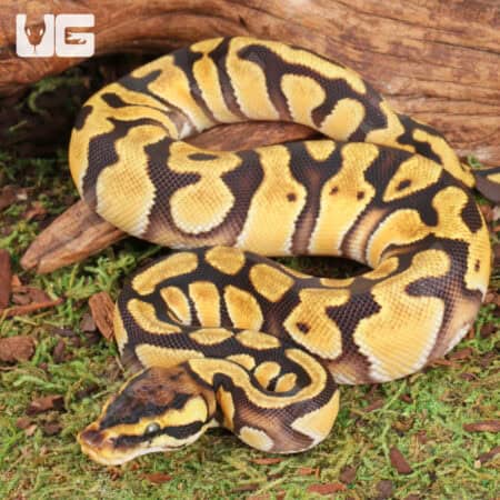 Baby Blackhead Enchi Het Clown Ball Python For Sale - Underground Reptiles