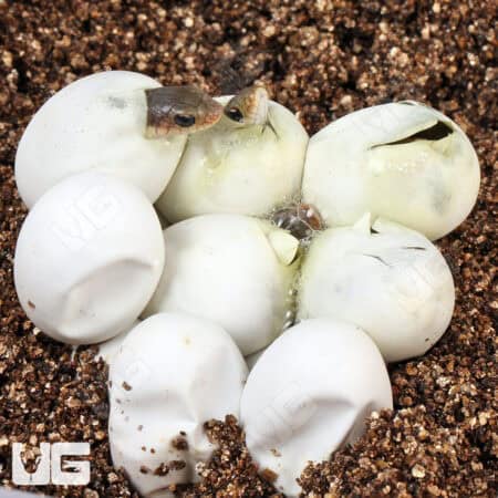 Madagascar Blonde Hognose Snake For Sale - Underground Reptiles